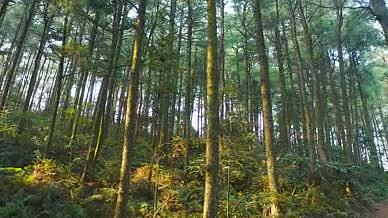 4k航拍自然风光夕阳下的森林树木视频的预览图